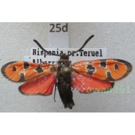 Zygaena escorialica Reiss, 1936 Spain25d